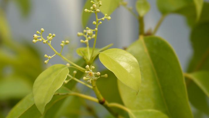 雨水节气摄生吃什么食疗呢？